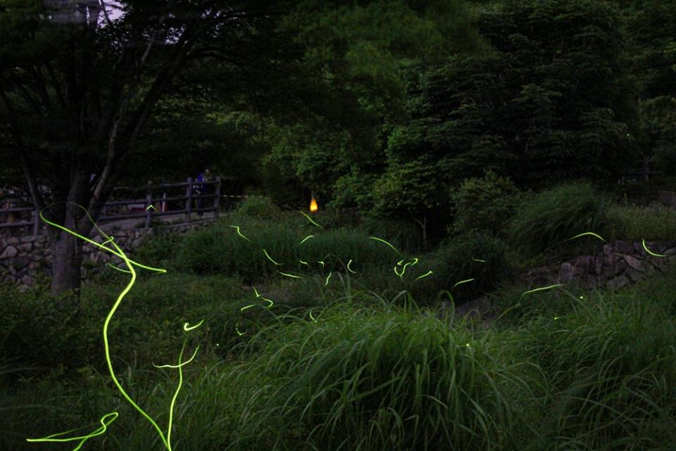 ホタルが飛ぶ風景