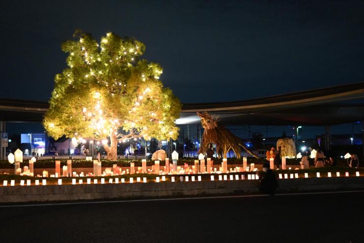 イルミネーション　木