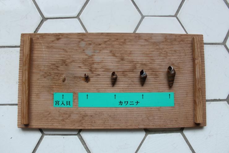 宮入貝とカワニナの大きさの比較