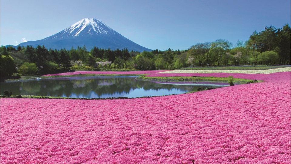 富士芝桜まつり