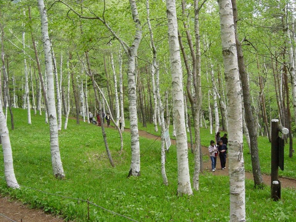 日本すずらん群生地