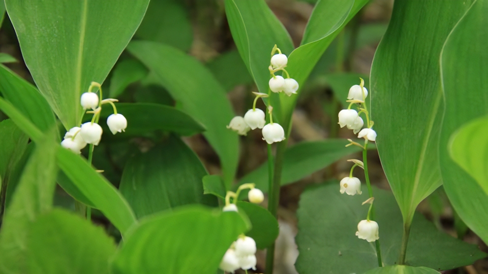 日本すずらん群生地