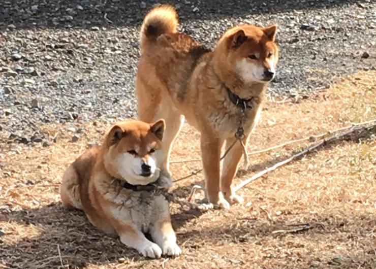 アニメ ゆるキャン 第二話で登場したモデル地 富士の国やまなし観光ネット 山梨県公式観光情報