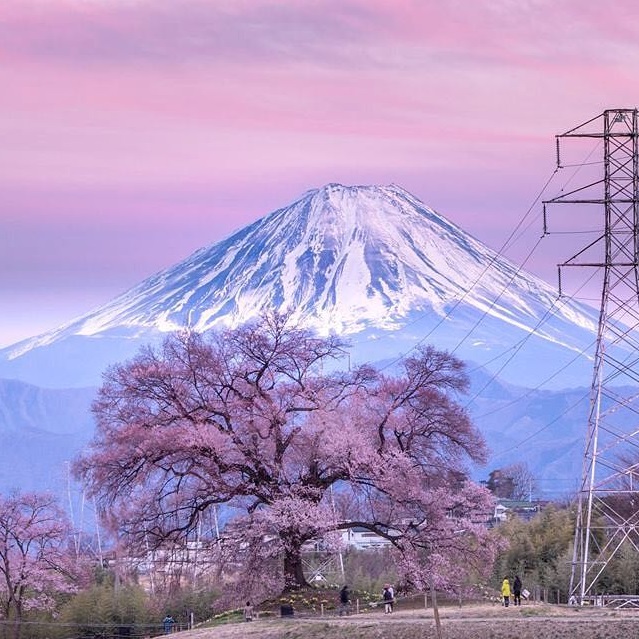 わに塚の桜_1