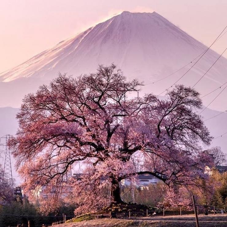 わに塚の桜_2