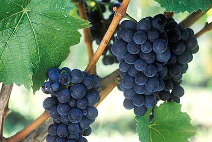 山梨県内の5つの地域で栽培されたブドウを中心に使用