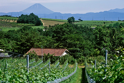 マルス穂坂ワイナリーがある韮崎市穂坂町はブドウ栽培にも適した地域