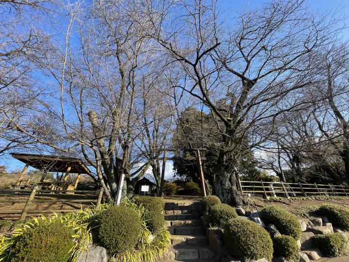 花鳥山一本杉公園