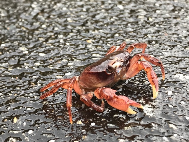 芦川の渓流の生き物