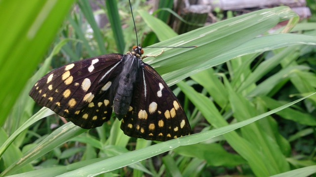 オオムラサキ　芦川