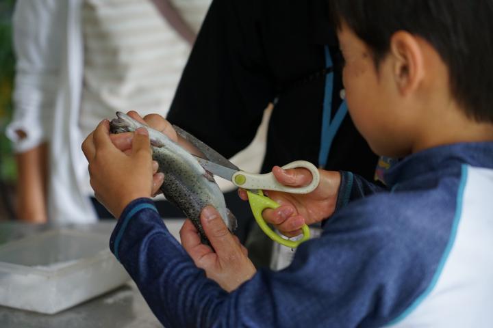 魚の下処理