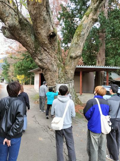 上芦川地区散策(大ケヤキ)