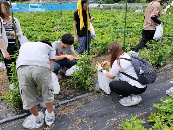 夏野菜の収穫体験