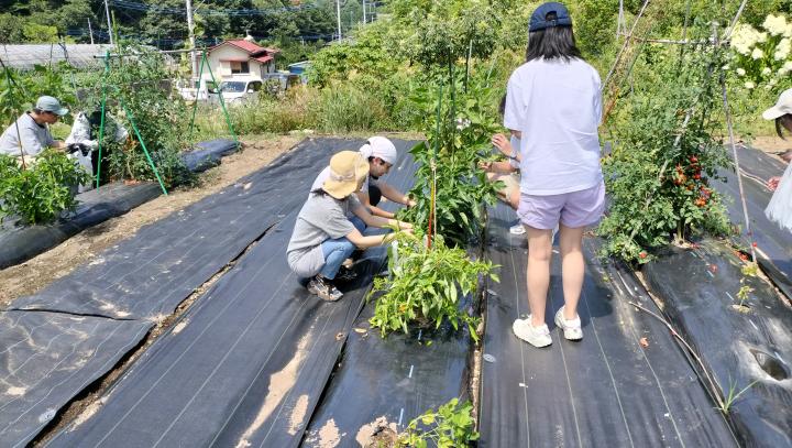 夏野菜の収穫体験
