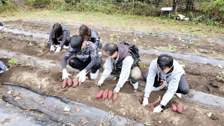 サツマイモの収穫