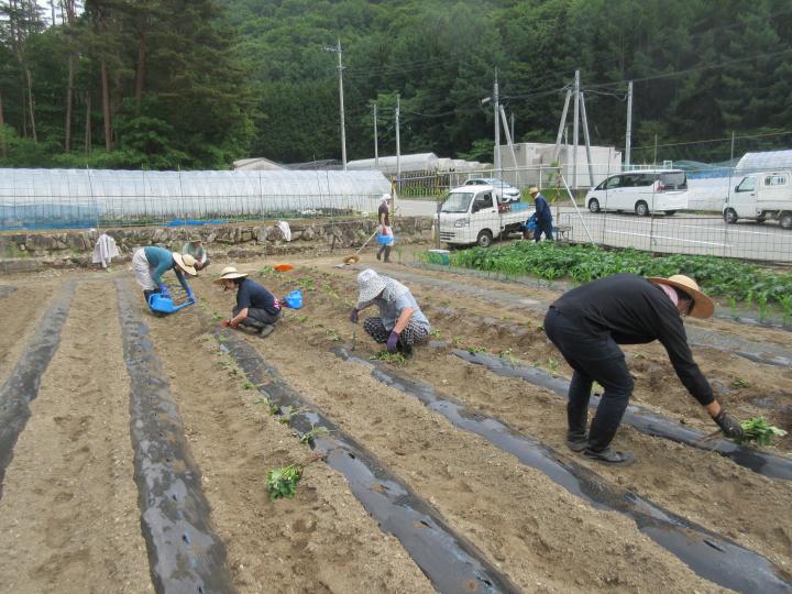 苗植え農作業(芦川)