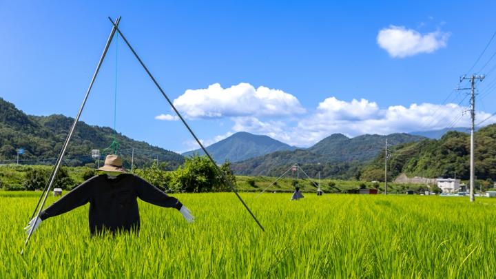 身延町夏の風景