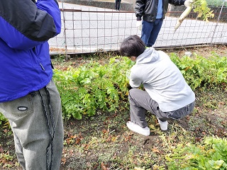 ダイコンの収穫　芦川支所圃場３