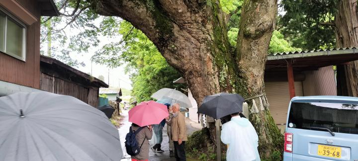 芦川大ケヤキ