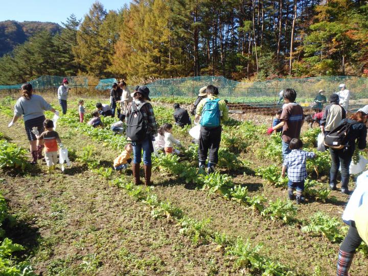 芦川のダイコンの収穫体験