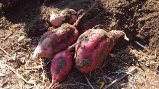 サツマイモの収穫体験(芦川)