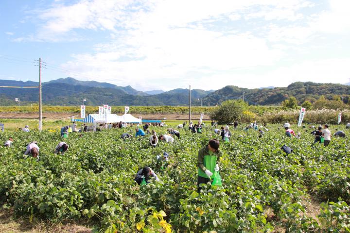 あけぼの大豆収穫体験