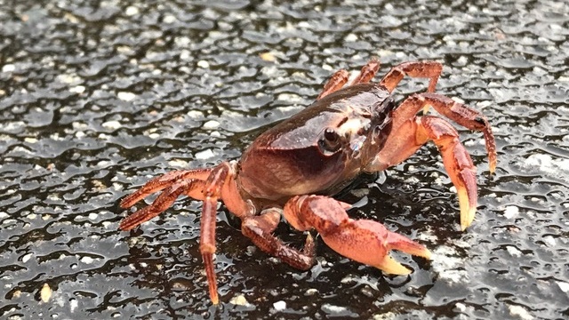 芦川のさわがに