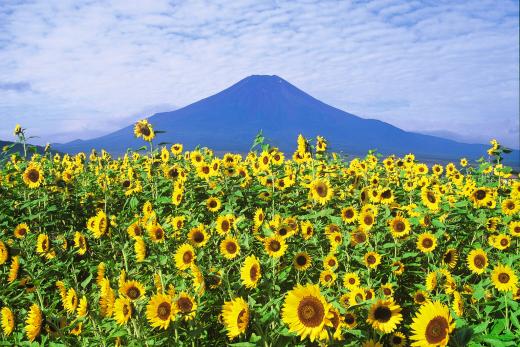 花の都夏の陣