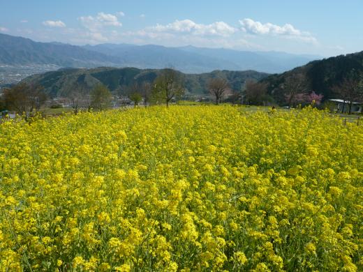菜の花と山菜まつり 富士の国やまなし観光ネット 山梨県公式観光情報 菜の花と山菜まつり 富士の国やまなし観光ネット 山梨県公式観光情報
