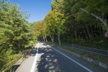 写真：もみじトンネル