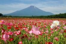 山中湖花の都公園