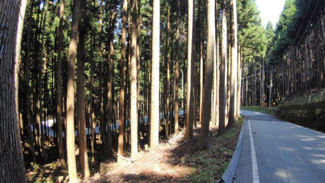 今川峠（小菅村側）